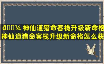 🌼 神仙道猎命客栈升级新命格（神仙道猎命客栈升级新命格怎么获得）